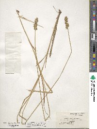 Carex stipata image