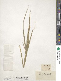 Carex stipata image