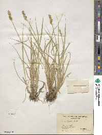 Carex stipata image