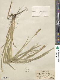 Carex stipata image