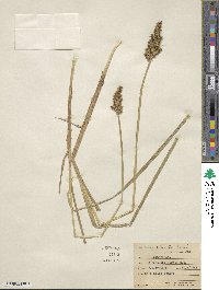 Carex stipata image