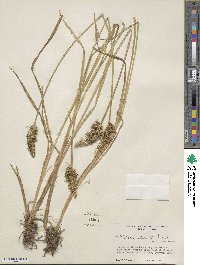 Carex stipata image