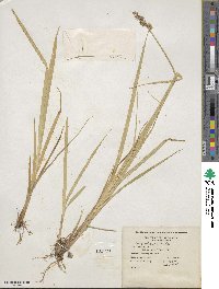 Carex stipata image