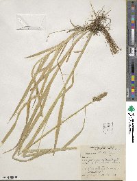 Carex stipata image