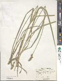 Carex stipata image