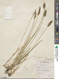 Carex stipata image