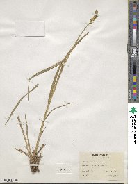 Carex stipata image