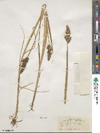 Carex stipata image