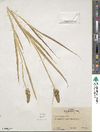 Carex stipata image