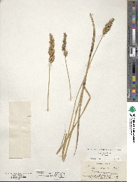 Carex stipata image