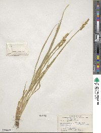 Carex stipata image