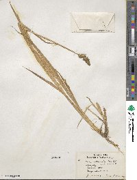 Carex stipata image