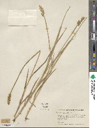 Carex stipata image