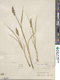 Carex stipata image