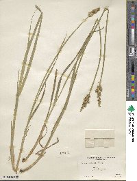 Carex stipata image