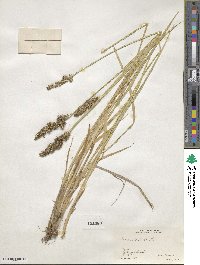 Carex stipata image