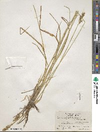 Carex stipata image