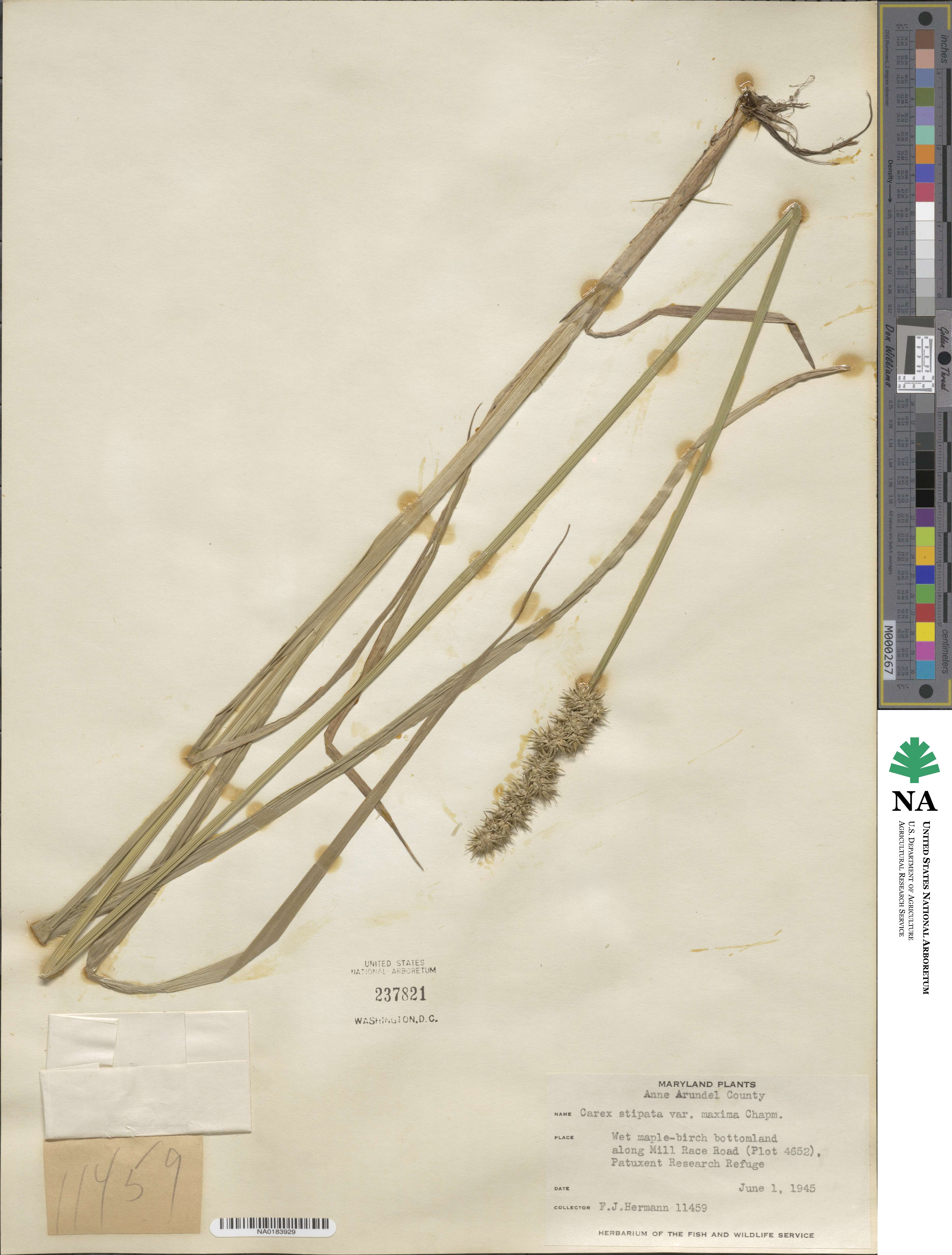 Carex stipata var. maxima image