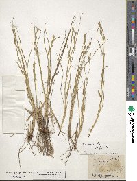 Carex straminea image