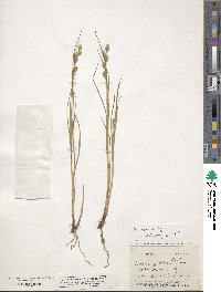 Carex straminea image