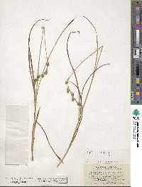 Carex straminea image