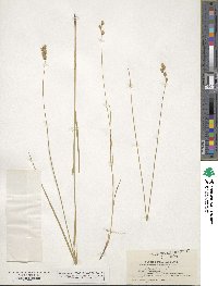 Carex straminea image