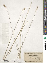 Carex straminea image