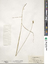 Carex straminea image