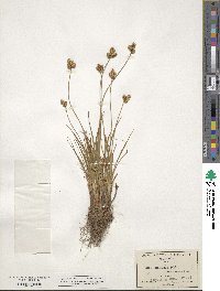 Carex straminea image