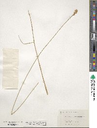 Carex straminea image