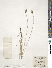 Carex straminea image