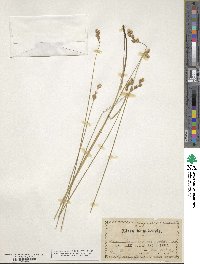 Carex straminea image