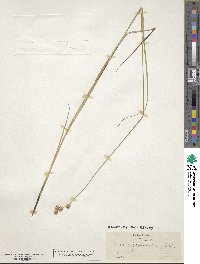 Carex straminea image