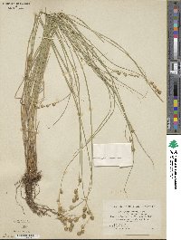 Carex straminea image