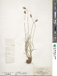 Carex straminea image