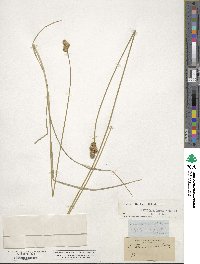 Carex straminea image