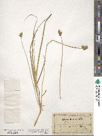 Carex straminea image