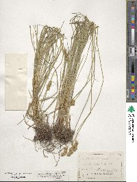 Carex straminea image