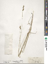 Carex straminea image