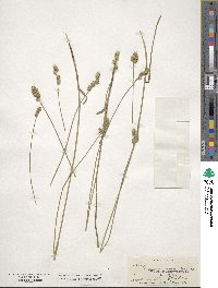 Carex straminea image