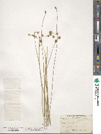 Carex straminea image