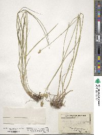 Carex straminea image