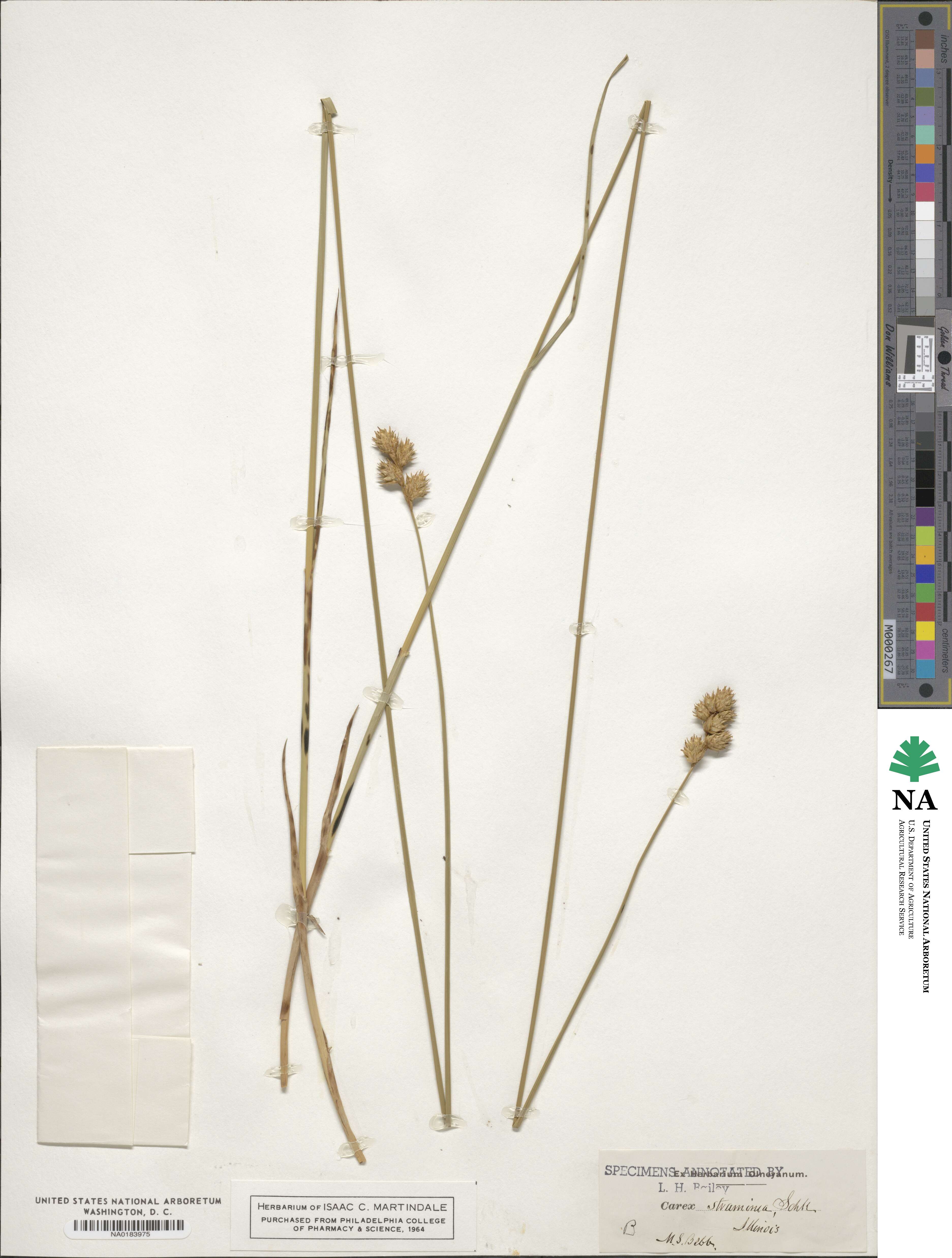 Carex straminea image