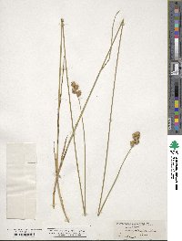 Carex straminea image