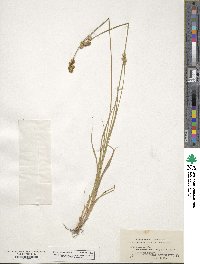 Carex straminea image