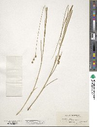 Carex straminea image