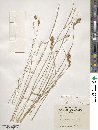 Carex straminea image