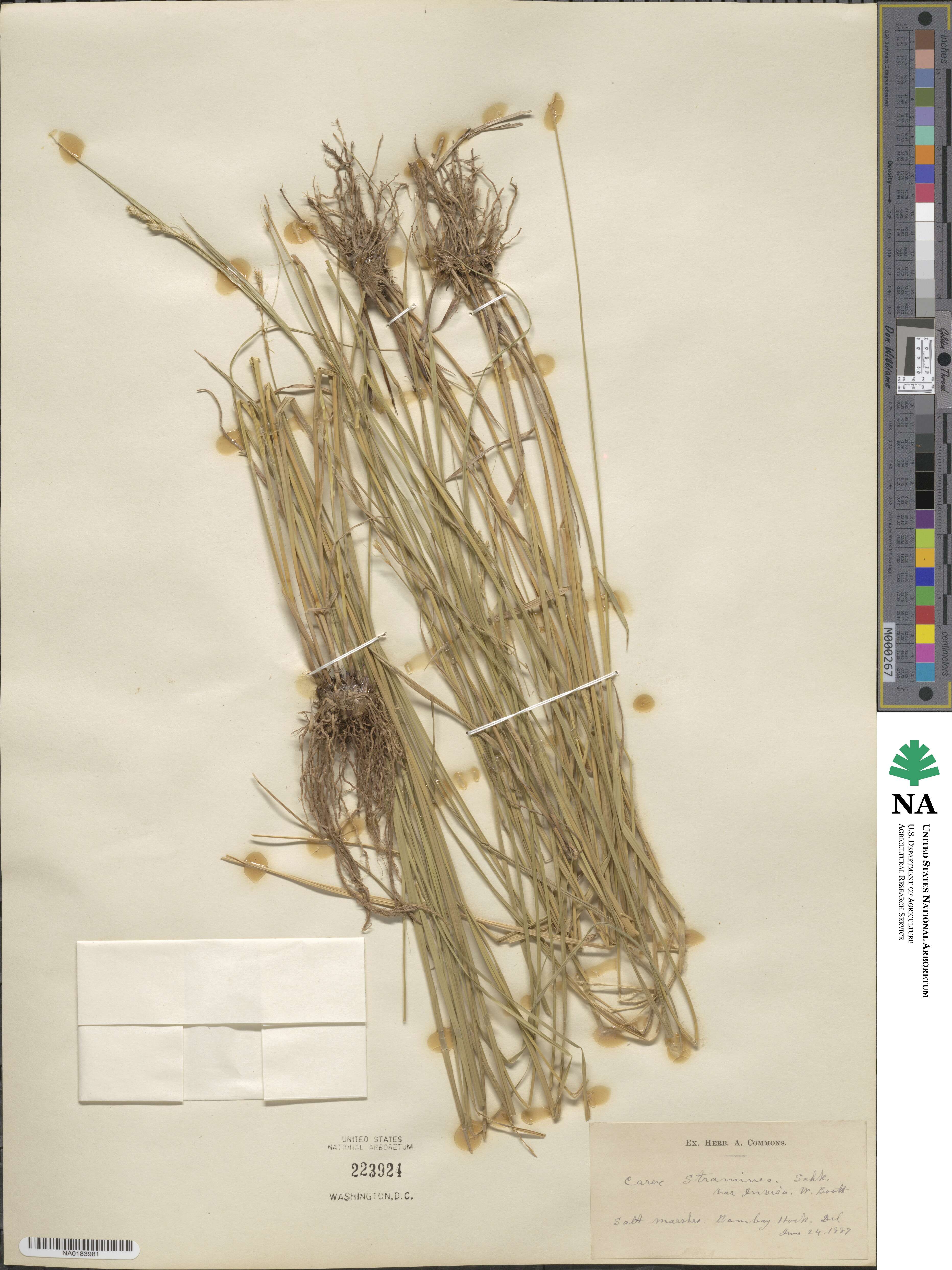 Carex straminea image