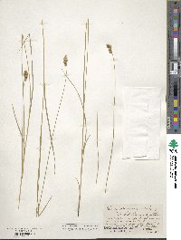 Carex straminea image