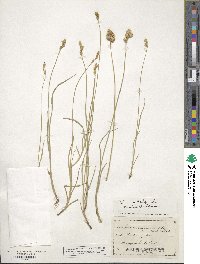 Carex straminea image